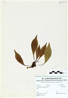 藏品(臺灣車前蕨)的圖片